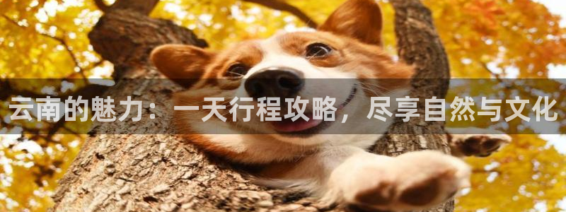 云顶国际官网下载